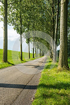 Country road between rows of tall trees