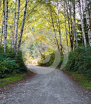 Country road running through the summer deciduous forest at dawn. Morning light falls on a forest road