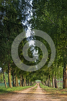 Country road running through tree alley