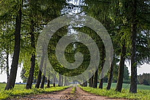 Country road running through tree alley