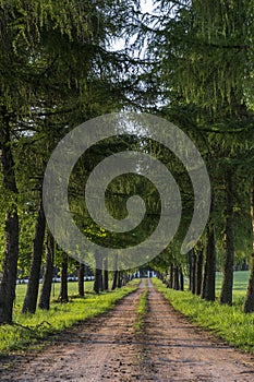 Country road running through tree alley