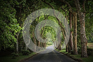 Country road running through tree alley