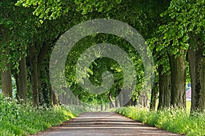 Country road running through tree alley