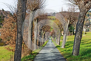 Country road running through tree alley