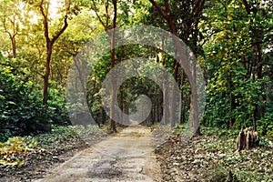 Country road running through tree alley. Off-road traffic. landscape with perspective. long forest road going into the forest thic