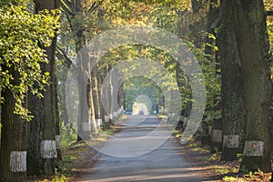 Country road running through tree alley. Way along the autumn trees in the morning. Beautiful sunny day in landscape.