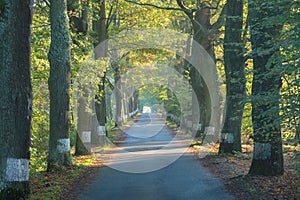 Country road running through tree alley. Way along the autumn trees in the morning. Beautiful sunny day in landscape.
