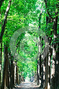 Country road running through tree with nice color