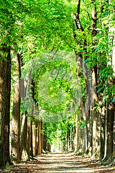 Country road running through tree with nice color