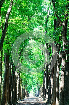 Country road running through tree with nice color