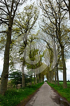 Country road running via trees alley