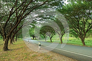 Country road through with Samanea saman or Big rain tree