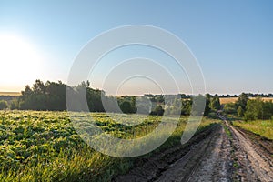 Country road by soybean field