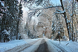 Country road sporadically cleared of snow in forest landscape