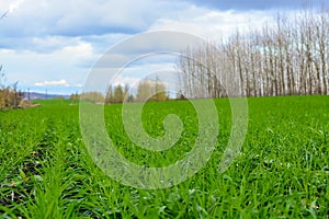 Country road in spring field. Sky with clouds in background. Green grass in meadow and bare trees along route.