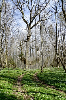 Country road in the spring wood