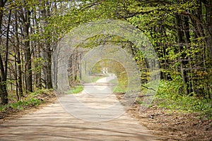 Country Road in Springtime