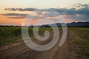 Country road and sunflower field in lopburi thailand against sunset sky