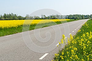 Country road surrounded by blossom rape seed