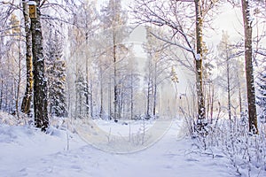A country road in Swedish winter