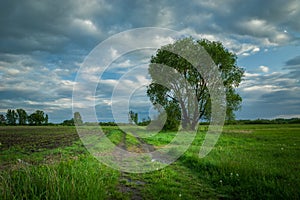 Country road and tall deciduous tree, clouds on the sky