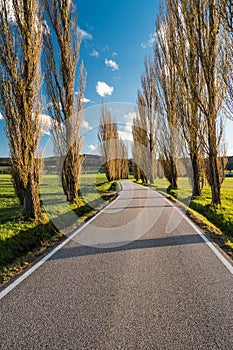 Country road with tall trees alley in spring