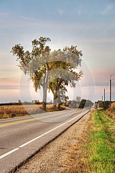 Country Road with Three Trees