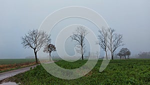 Country road. Tree silhouettes. Bare branches.