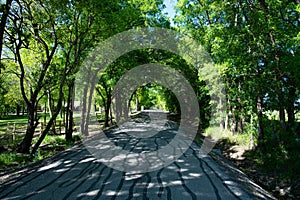 Country road and trees