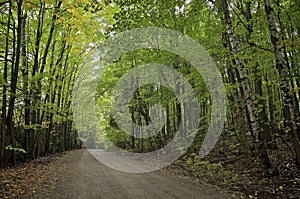 Country road with trees on both sides, Orangeville, Ontario, Canada