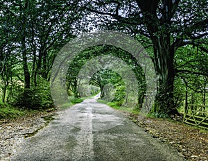 Country road with trees on both sides in rural Cumbria,UK