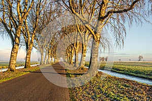 Country road with trees in a Dutch polder