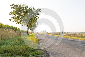 Country road with trees on the edge and a cornfield