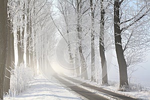 Country road among trees in a winter scenery