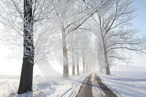 Country road among trees in a winter scenery