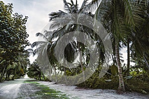 A country road on a tropical island