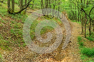 Country road trough green forest