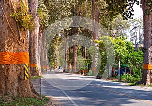 Country road tunnel of green trees on sunlight with shadow on street in Amphoe Saraphi Chiang Mai city of Thailand.