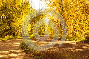 Country road with tyre tracks is covered with fallen dry leaves in the autumn forest at sunny day, scenic fall landscape