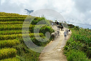 Country road with water buffaloes among terrace rice field in north Vietnam