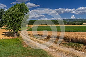 Country road between wheat and corn fields