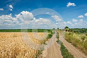 Country road through wheat field with a blue sky full of white clouds