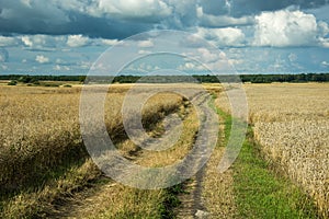 Country road through and wheat fields