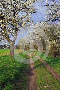 A country road and white flowering trees