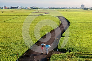A country road winding through the golden rice fields in Ilan Taiwan photo