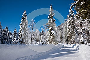 Country road through winter forest, blue sky