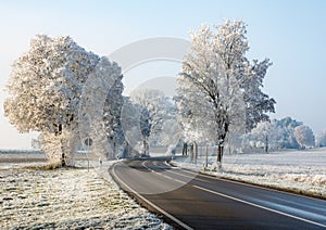 Country road in a winter landscape with frosted trees