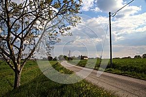 Country road with a wooden electricty pylons next to fields in the italian countryside in spring