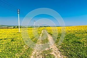 Country road. Yellow dandelions (taraxacum) in the meadow.