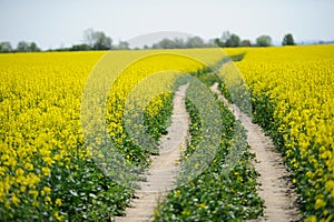 country road and yellow field